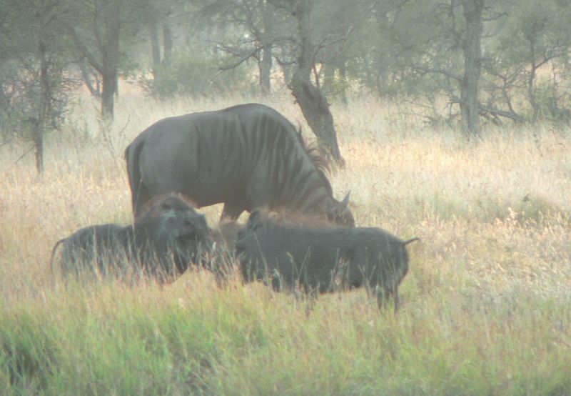 JAR 226_pras_pak.JPG - k boji se svým sokem, pakoně to nijak nevzrušuje.